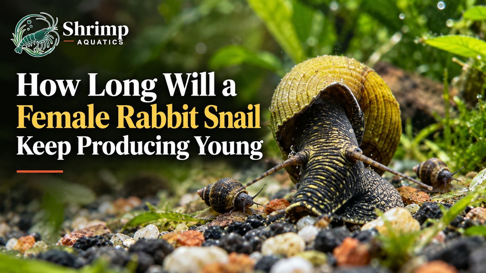 How Long Will a Female Rabbit Snail Keep Producing Young?