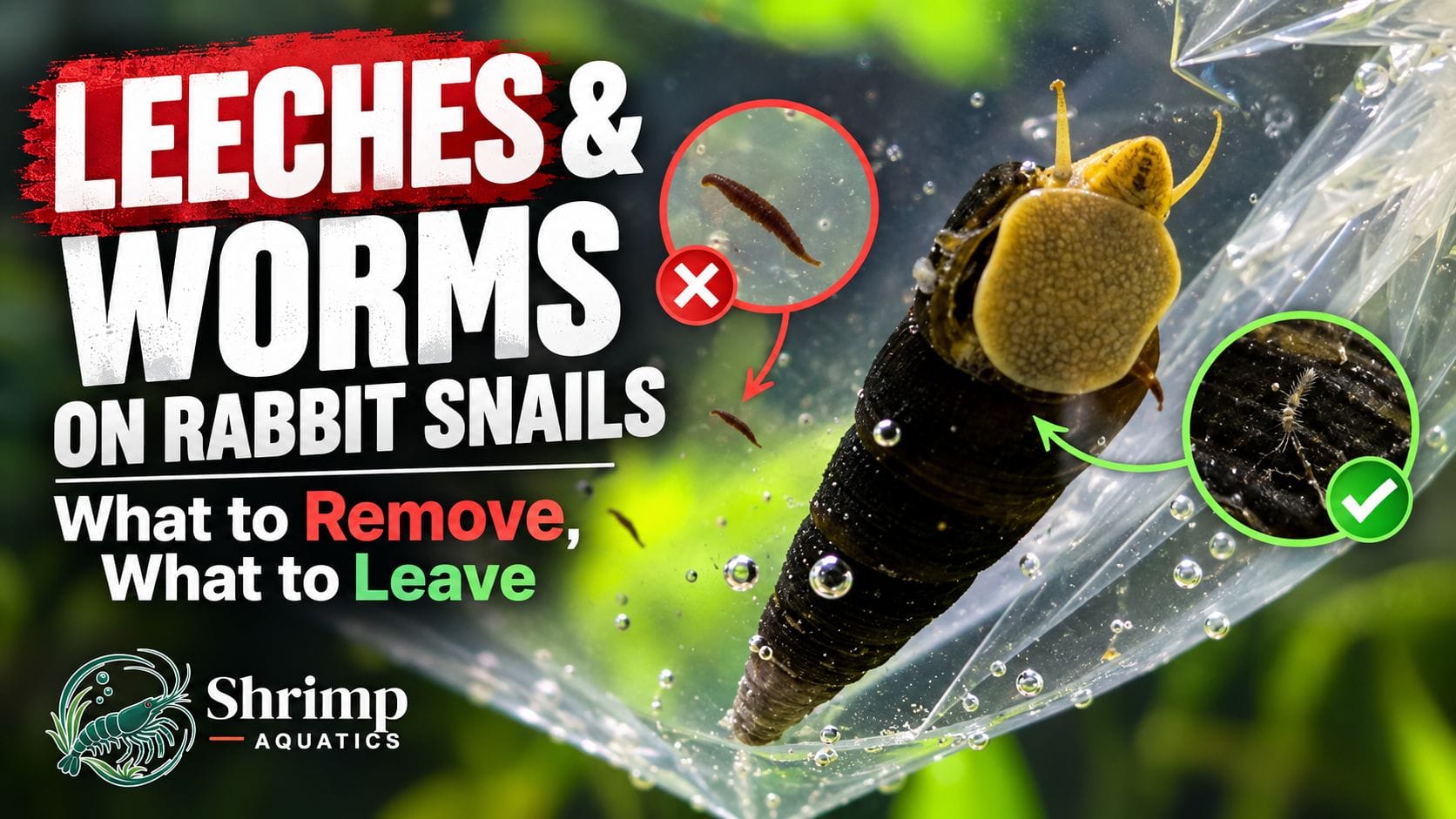 Leeches and Worms on Rabbit Snails: What to Remove and What to Leave