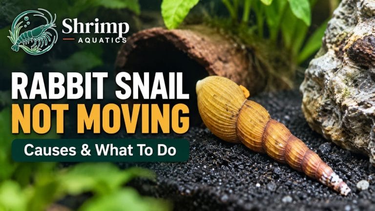 Rabbit Snail Not Moving