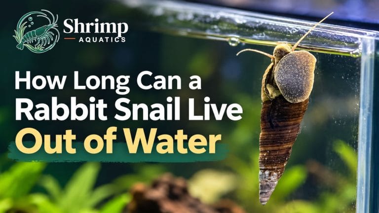How Long Can a Rabbit Snail Live Out of Water
