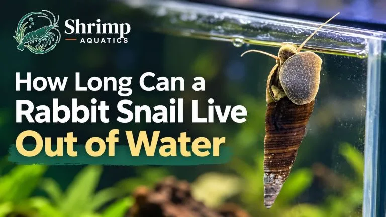 How Long Can a Rabbit Snail Live Out of Water