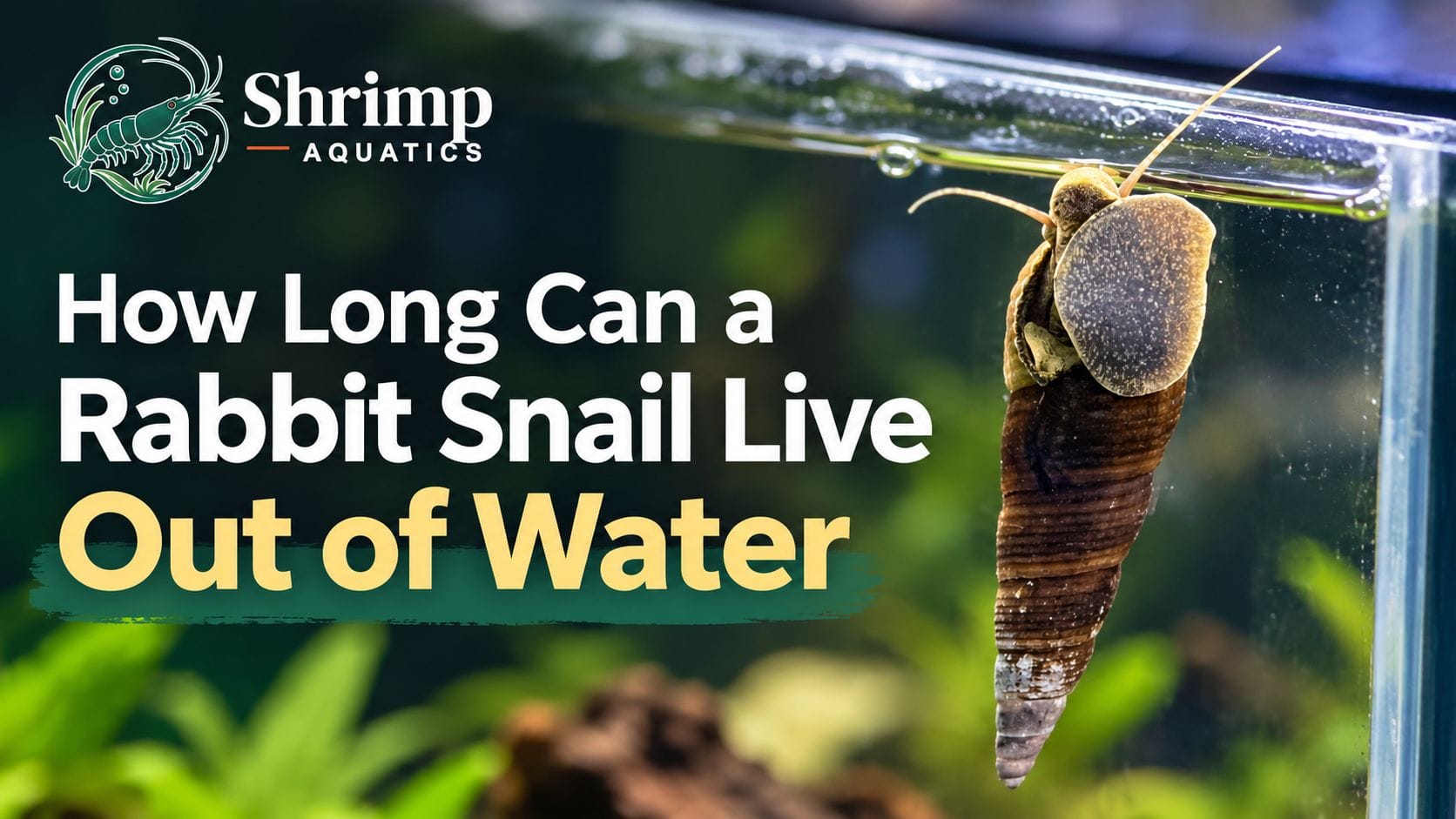 How Long Can a Rabbit Snail Live Out of Water