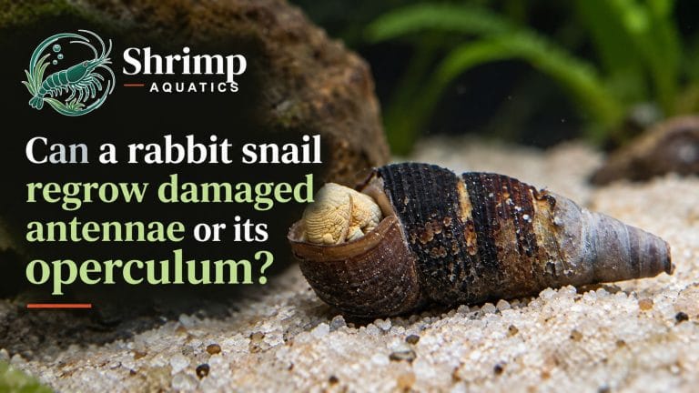 Can a rabbit snail regrow damaged antennae or its operculum?