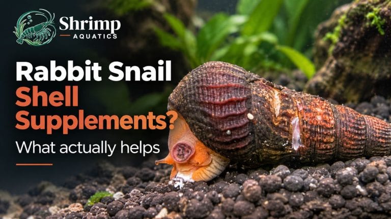 Is there a way to give rabbit snails supplements for their shells