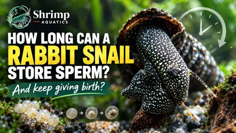 How Long Can a Rabbit Snail Store Sperm and Keep Giving Birth?