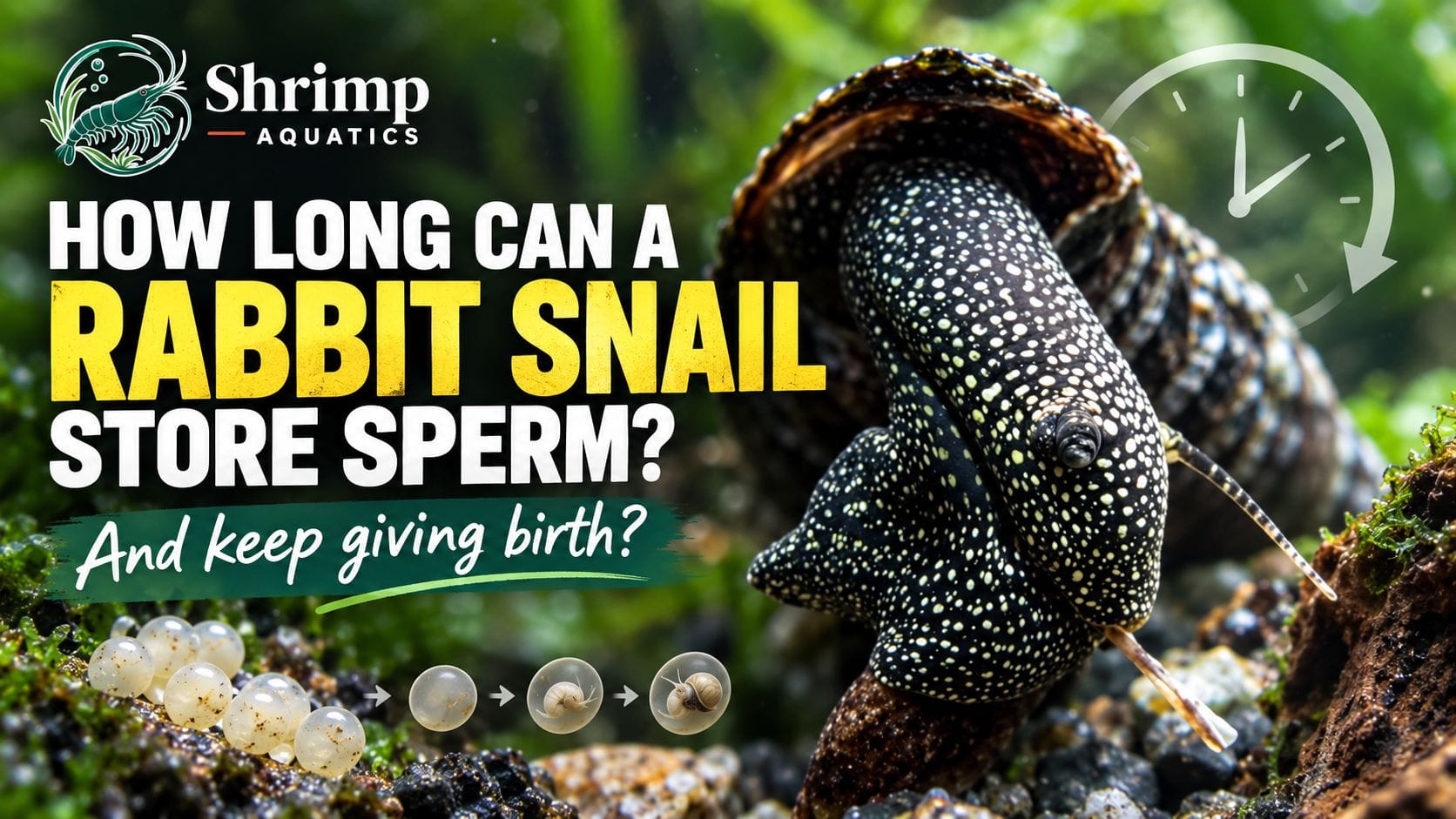 How Long Can a Rabbit Snail Store Sperm and Keep Giving Birth?