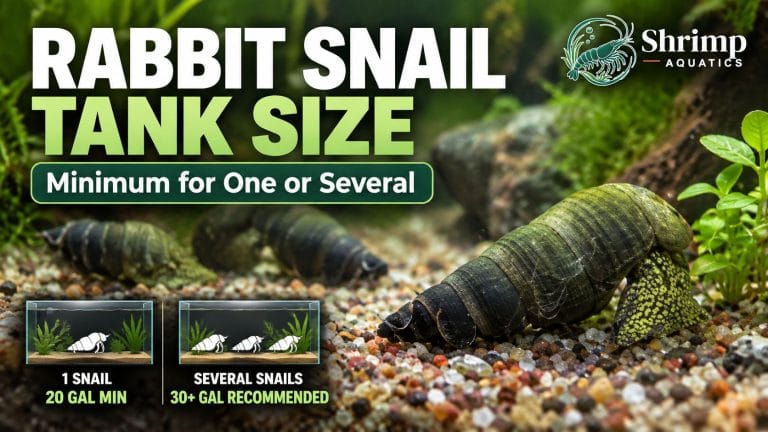 Rabbit Snail Tank Size