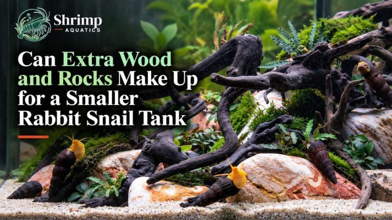 Can Extra Wood and Rocks Make Up for a Smaller Rabbit Snail Tank?