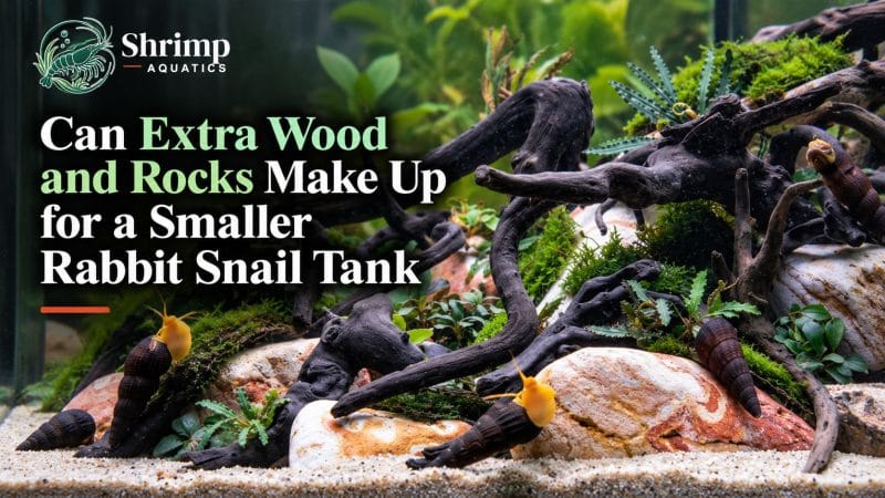 Can Extra Wood and Rocks Make Up for a Smaller Rabbit Snail Tank?