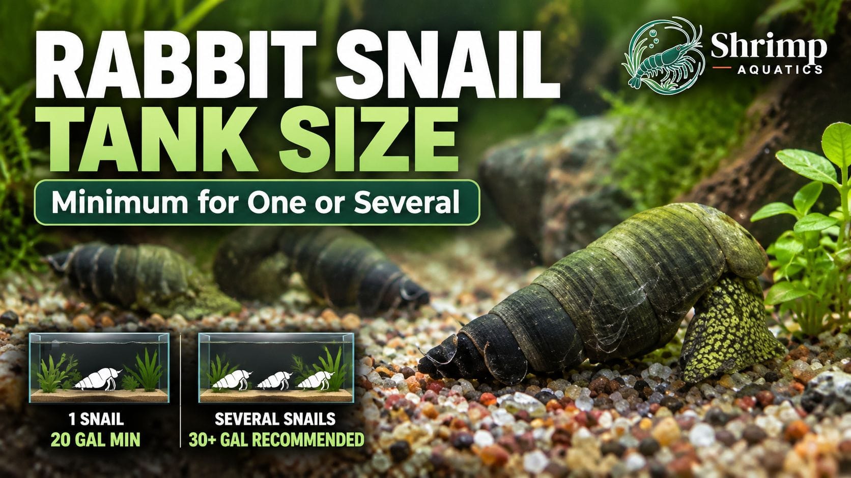 Rabbit Snail Tank Size