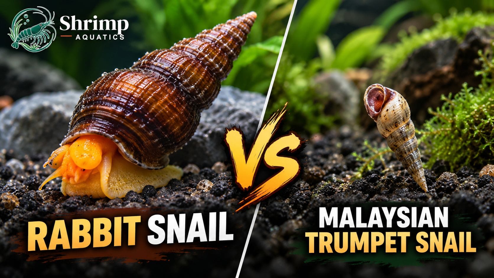 Rabbit Snail vs Malaysian Trumpet Snail