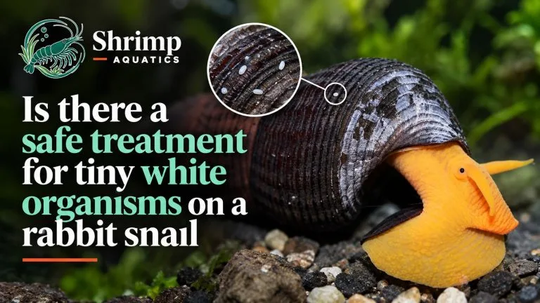 Is there a safe treatment for tiny white organisms on a rabbit snail?