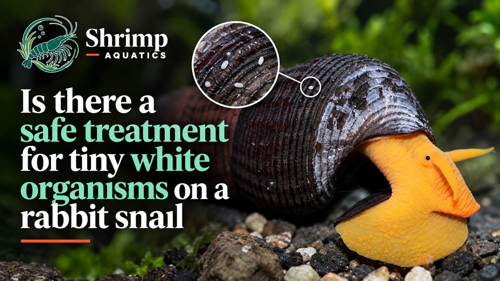 Is there a safe treatment for tiny white organisms on a rabbit snail?