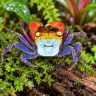 Rainbow Vampire Crab