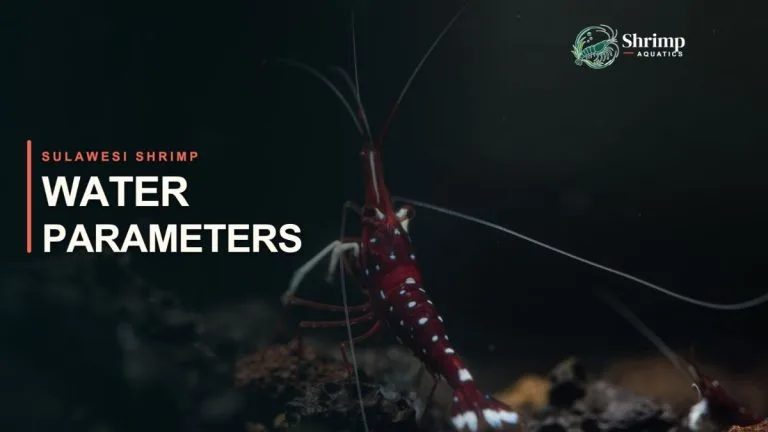 How to Remineralize RO Water for Sulawesi Shrimp