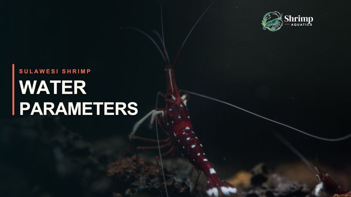 How to Remineralize RO Water for Sulawesi Shrimp