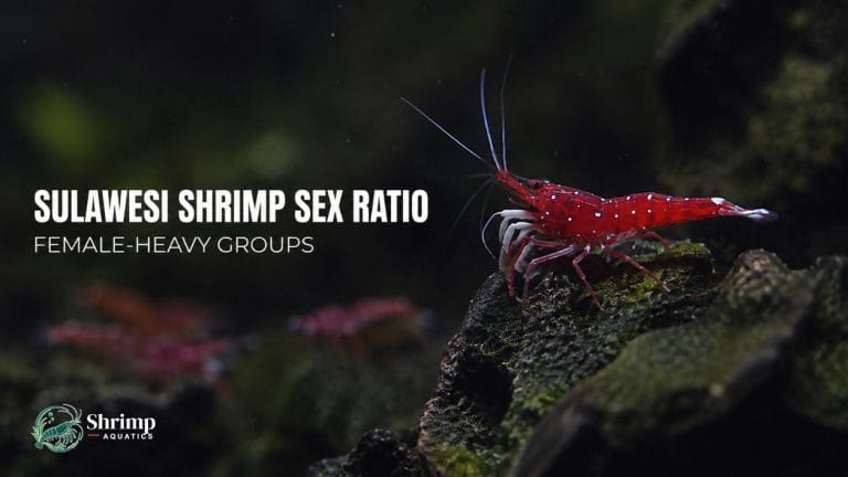 Why Male Sulawesi Shrimp Get Removed From the Tank