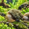 Rigget Rabbit Snail