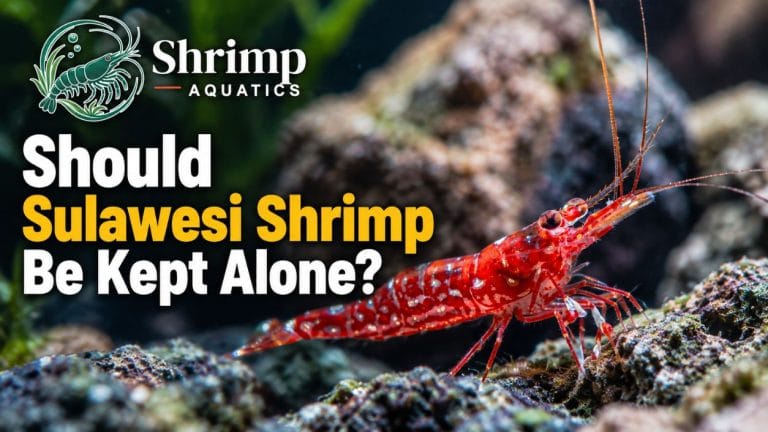 Should Sulawesi Shrimp Be Kept Alone?