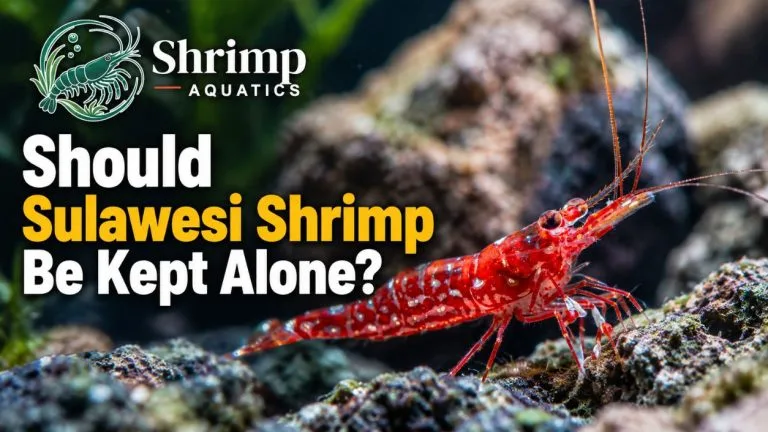 Should Sulawesi Shrimp Be Kept Alone?