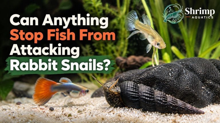 Can Anything Stop Fish From Attacking Rabbit Snails?