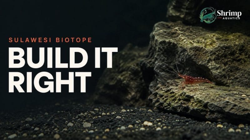 How to Build a Sulawesi Biotope Aquarium