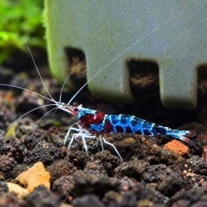 Sulawesi Blue Sky (Caridina dennerli)