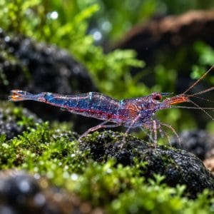 Sulawesi Mini Blue (Caridina loehae)