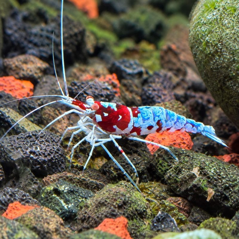 Sulawesi Orange Eyes Oiran