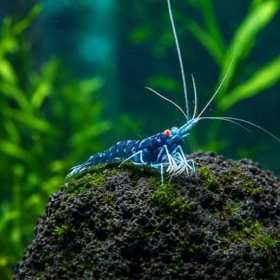Sulawesi Orange Eyes Blue Ghost