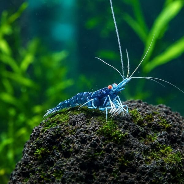Sulawesi Orange Eyes Blue Ghost Sulawesi Orange Eyes Blue Ghost (Caridina dennerli)