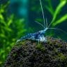 Sulawesi Orange Eyes Blue Ghost