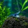 Sulawesi Orange Eyes Blue Ghost