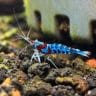 Sulawesi Orange Eyes Blue Sky