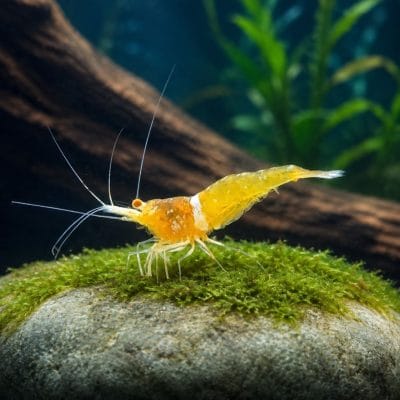 Sulawesi Orange Eyes Yellow Ghost