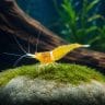 Sulawesi Orange Eyes Yellow Ghost