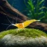 Sulawesi Orange Eyes Yellow Ghost