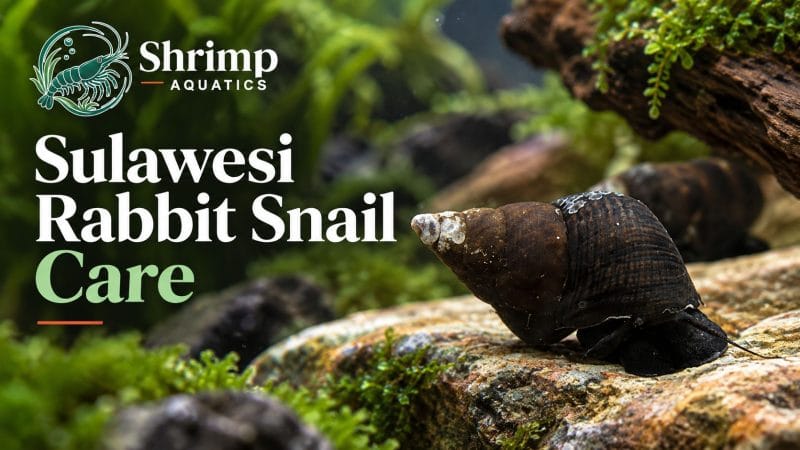 Sulawesi Rabbit Snail Care