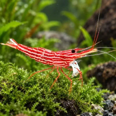 Sulawesi Red Line Horizontally