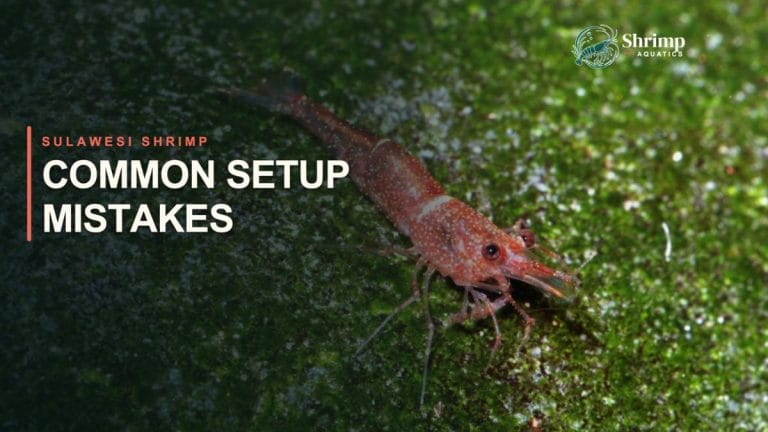 Common Sulawesi Shrimp Care Mistakes and What to Do Instead