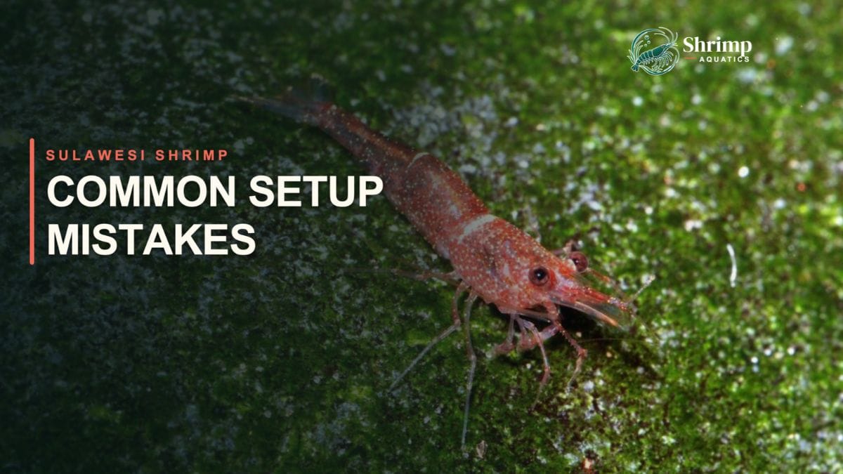 Common Sulawesi Shrimp Care Mistakes and What to Do Instead