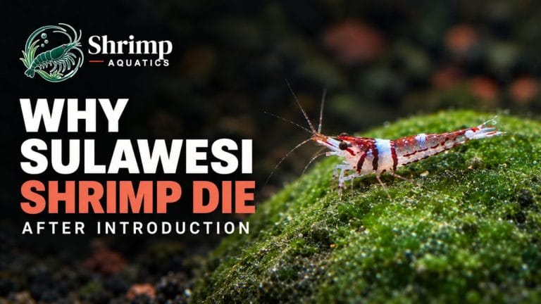 Why Sulawesi Shrimp Die After Introduction