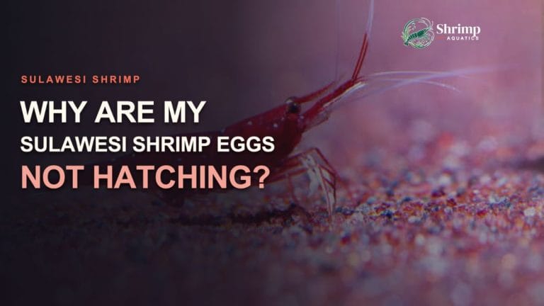 Why Are My Sulawesi Shrimp Eggs Not Hatching?