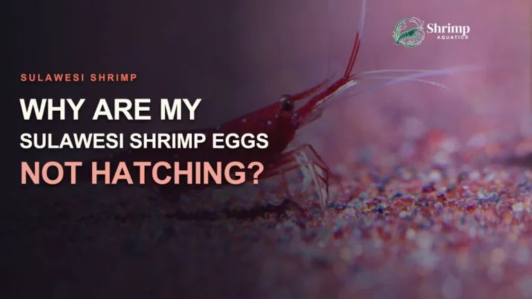 Why Are My Sulawesi Shrimp Eggs Not Hatching?
