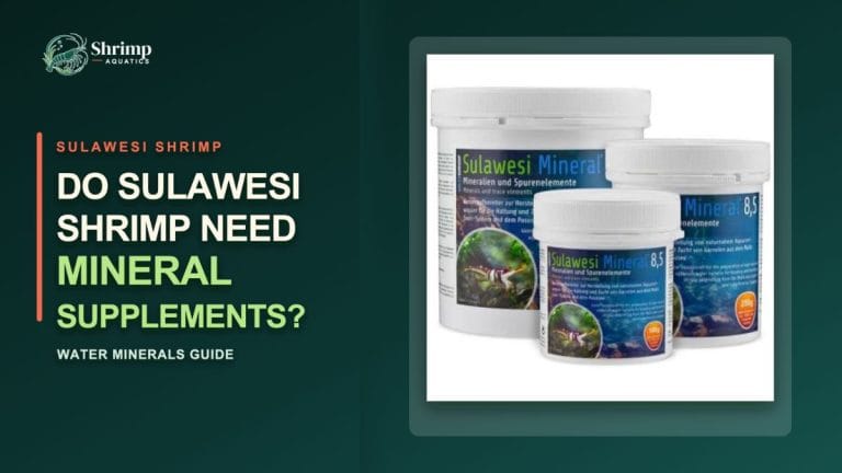 Do Sulawesi Shrimp Need Mineral Supplements?