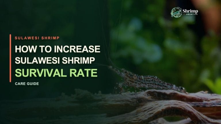How to Increase Sulawesi Shrimp Survival Rate