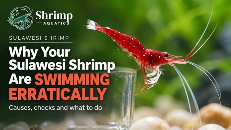 Why Your Sulawesi Shrimp Are Swimming Erratically