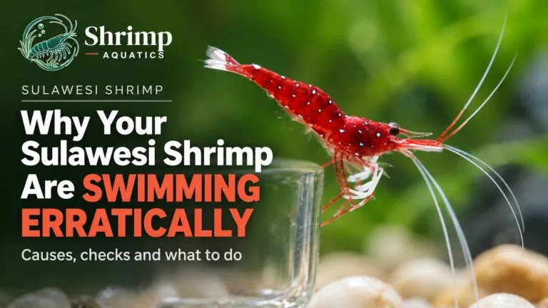 Why Your Sulawesi Shrimp Are Swimming Erratically