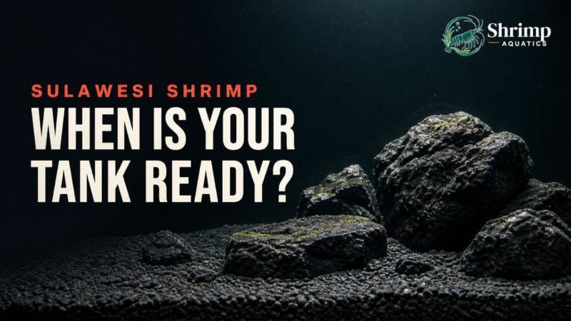 How Long Should a Sulawesi Shrimp Tank Be Cycled?