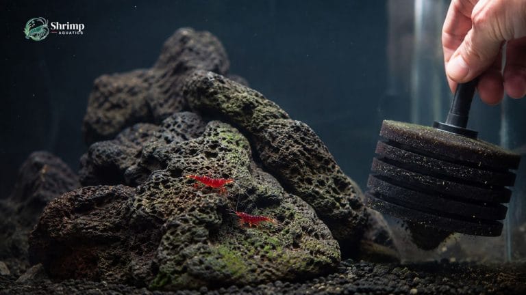 When a Sulawesi Shrimp Tank Reset Is the Right Call